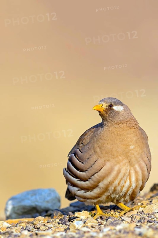 Arabian Partridge, Sand Partridge, (Ammoperdix heyi), Perdrix de Hey, Perdiz Desértica, Israel