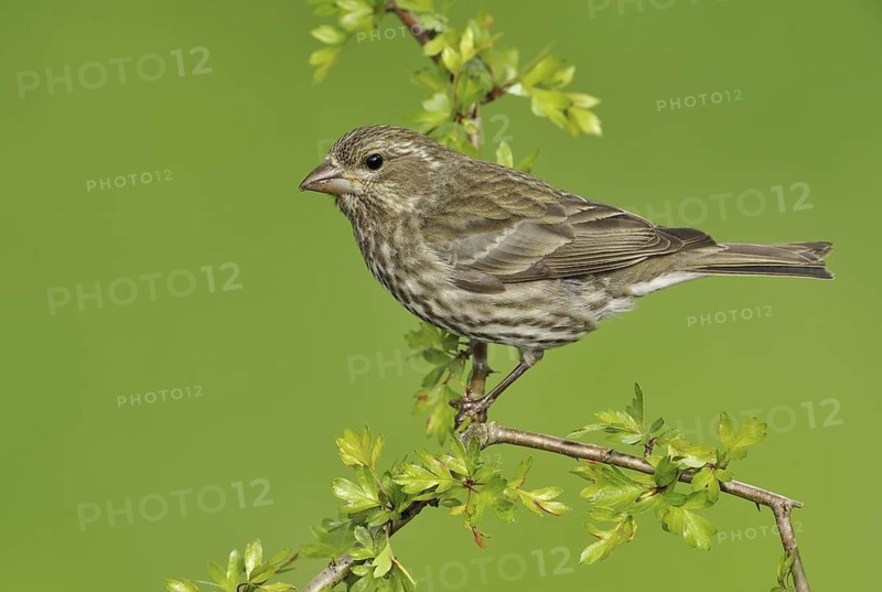 Purple Finch (Haemorhous purpureus) female, British Columbia, Canada