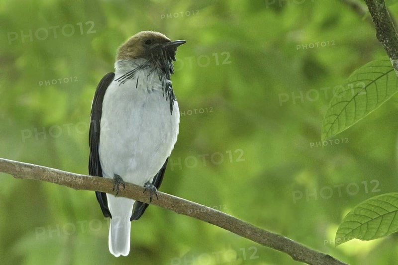 Bearded Bellbird (Procnias averano), Trinidad and Tobago