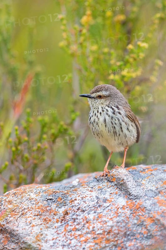 Spotted Prinia, (Prinia maculosa), Karoo Prinia, Prinia du Karoo, Prinia del Karoo, Harold Porter National Botanical Gardens, Betty's Bay, Western Cape, South Africa