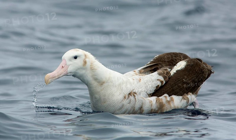 Wandering Albatross (Diomedea exulans), Victoria, Australia