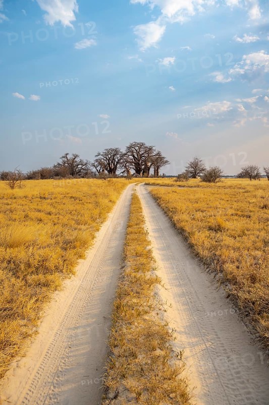 Road, track between yellow dry grass leads to Baobabs, Baine's Baobabs, Nxai Pan National Park, Botswana
