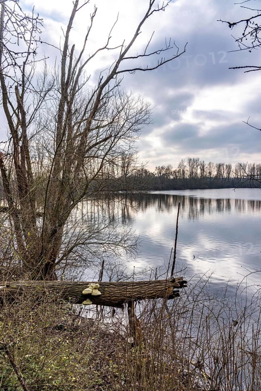 The Bislicher Insel, nature reserve on the Rhine, Altrheinarm, near Xanten, Lower Rhine, Wesel district, one of the few floodplain landscapes in Germany, winter, North Rhine-Westphalia, Germany