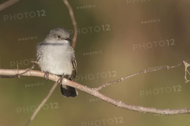 Sooty Tyrannulet (Serpophaga nigricans), Corrientes, Argentina
