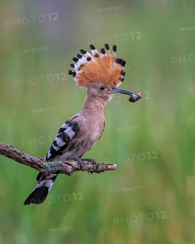 Hoopoe (Upupa epops) Bird of the Year 2022, mating, male with beetle larva as food, raised bonnet, sunrise, portrait, Middle Elbe Biosphere Reserve, Saxony-Anhalt, Germany