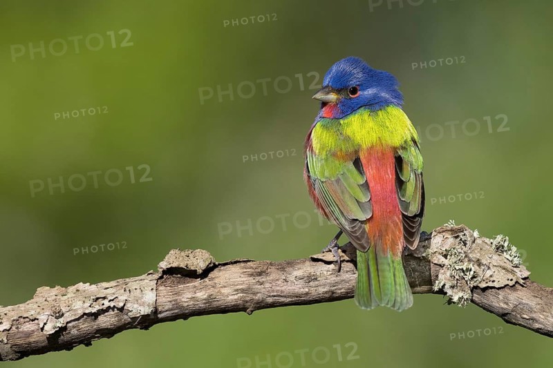 Painted Bunting (Passerina ciris) male on a branch, Texas, USA
