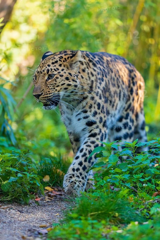 One Amur leopard (Panthera pardus orientalis) walks through green vegetation