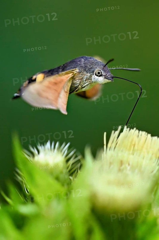 Dove's tail (Macroglossum stellatarum), flies on the flower of cabbage thistle (Cirsium oleraceum), Meienberg, Canton Aargau, Switzerland