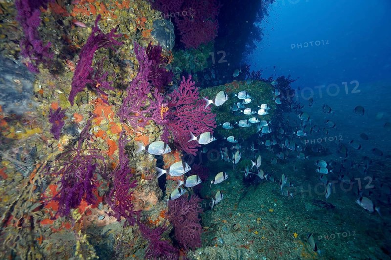 Dense schools of two-banded seabream (Diplodus vulgaris) play around the colourful corals, Violescent sea-whips (Paramuricea clavata), of an old wreck in clear waters, dive site wreck Le Grecq, Giens peninsula, Mediterranean Sea, Porquerolles, Provence, Côte d'Azur, France