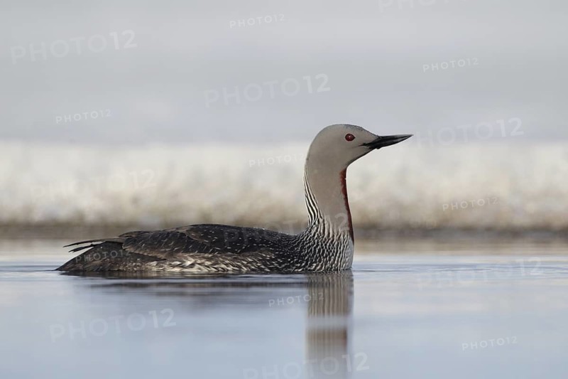 Red-throated Loon (Gavia stellata), Alaska, USA
