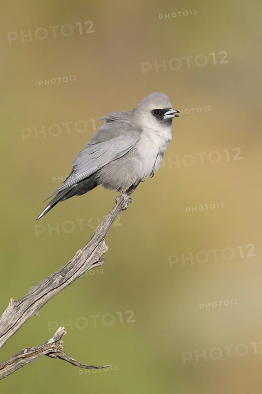 Black-faced Woodswallow (Artamus cinereus), New South Wales, Australia