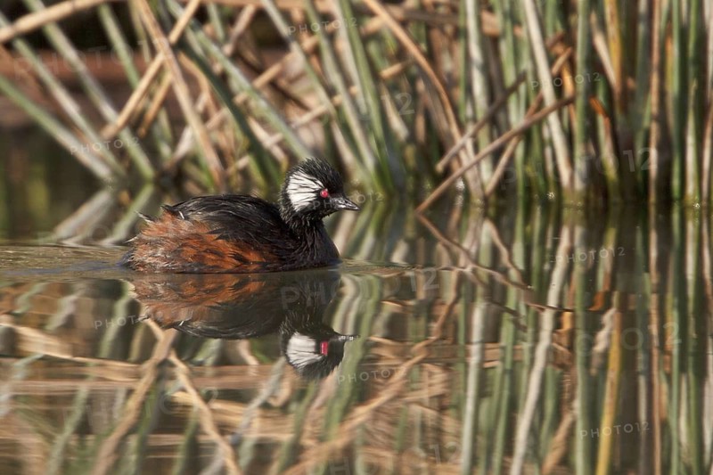 White-tufted Grebe (Rollandia rolland), Lago Huacarpay Reserve, Peru