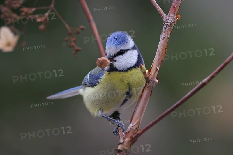 Eurasian Blue Tit (Cyanistes caeruleus), Baden-Wuerttemberg, Germany