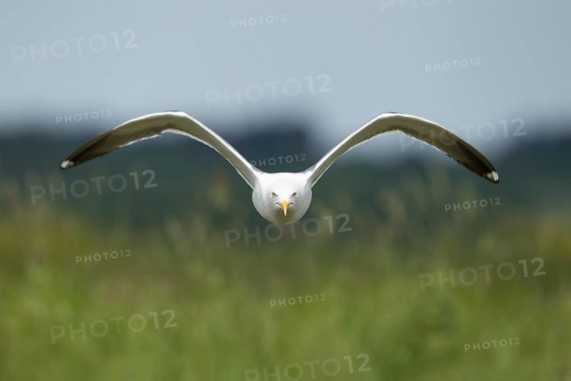 Lesser black-backed gull (Larus fuscus) adult seagull bird aggresive pose in flight, Suffolk, England, United Kingdom