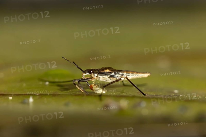 Common pond skater (Gerris lacustris) adult insect feeding on a Whitefly on a water lily pad or leaf on the water surface of a garden pond, England, United Kingdom