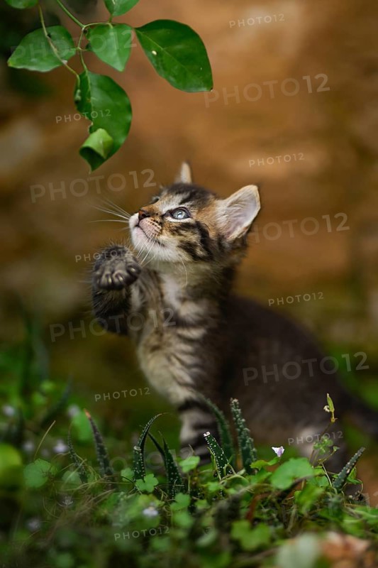A playful kitten reaches up to a leaf, exploring its surroundings in a lush garden, capturing a moment of youthful curiosity and natural beauty