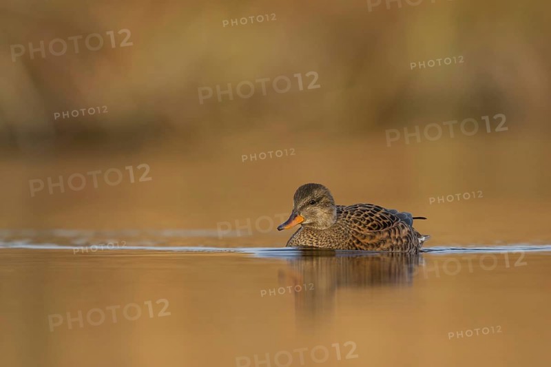 Gadwall (Mareca strepera) female, Utrecht, Netherlands