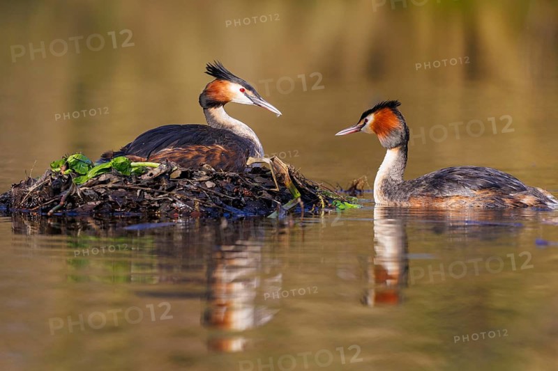 Great Crested Grebe (Podiceps cristatus), Germany