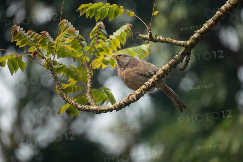 A jungle babbler (Argya striata) on a tree branch, Sreepur, Gazipur, Bangladesh