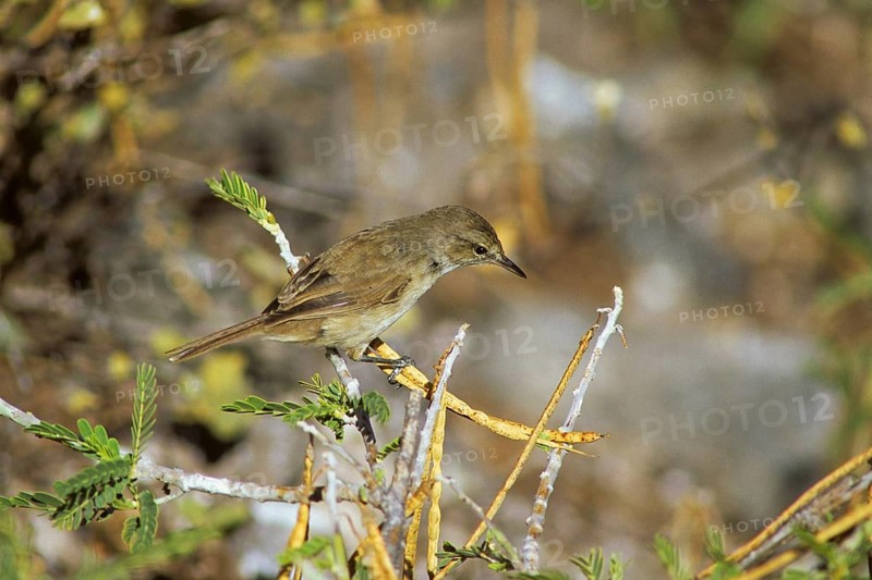 Millerbird, Nihoa Millerbird, Acrocephalus familiarus, endangered