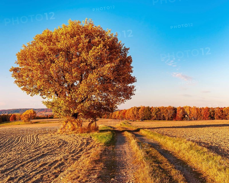 Field landscape in evening light, solitary oak on a dirt road in full autumn colors, ploughed field, Bürgel church tower in the back, Saale-Holzland district, Thuringia, Germany