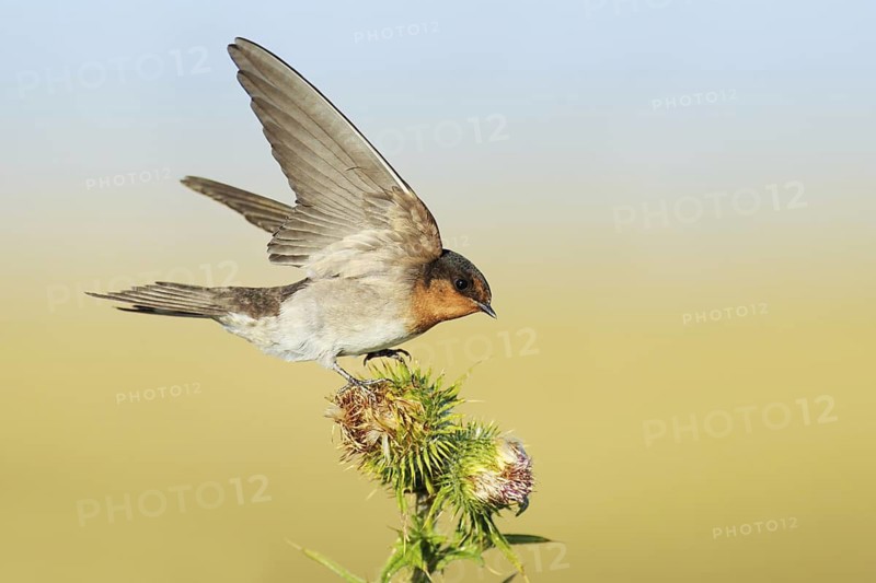 Welcome Swallow (Hirundo neoxena) flying, Victoria, Australia