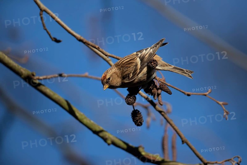 Common redpoll (Acanthis flammea) adult bird on an Alder (Alnus glutinosa) tree in winter, Suffolk, England, United Kingdom