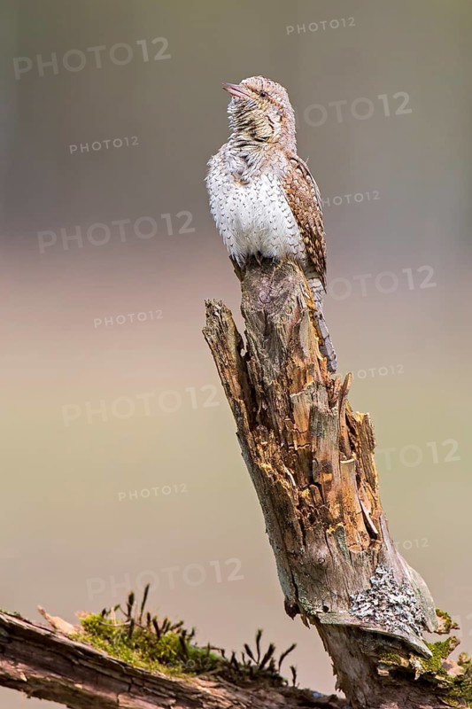 Eurasian Wryneck (Jynx torquilla), Saxony-Anhalt, Germany