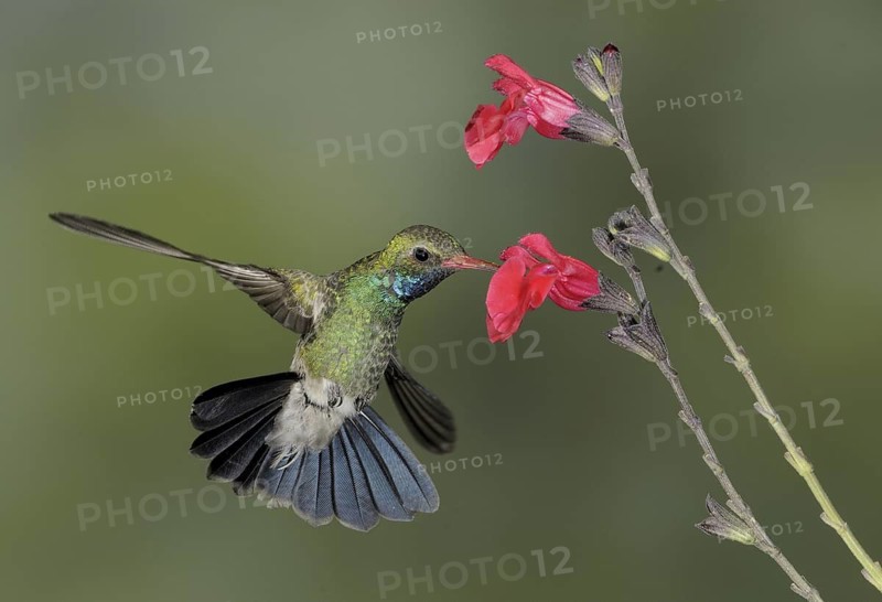 Broad-billed Hummingbird (Cynanthus latirostris), Arizona, USA