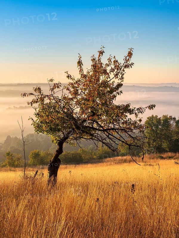 Morning atmosphere in the Saale Valley near the village of Eulau in autumn, fog sweeping through the valley, tall grass and an old cherry tree in front, Naumburg, Saxony-Anhalt, Germany