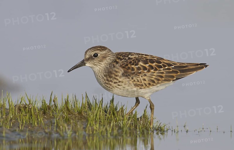Least Sandpiper (Calidris minutilla), Ohio, USA