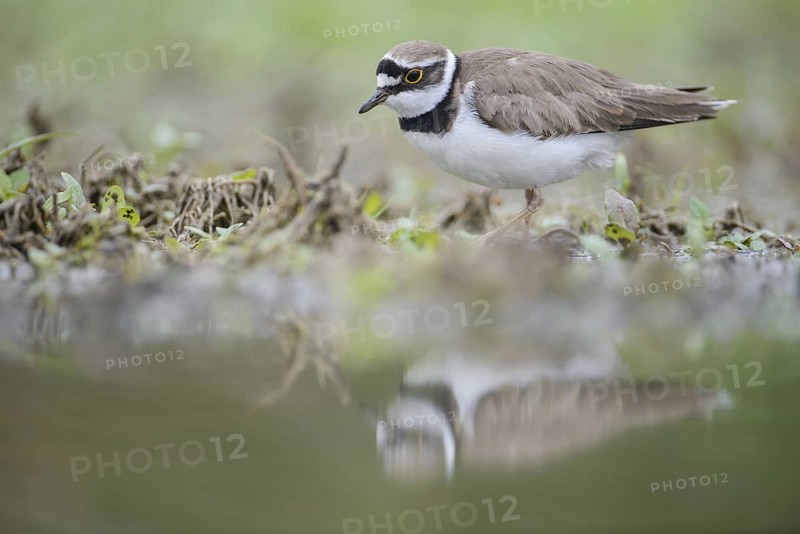 Little Ringed Plover (Charadrius dubius), Thuringia, Germany