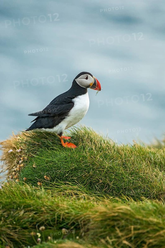 Atlantic Puffin (Fratercula arctica) on cliff, Iceland