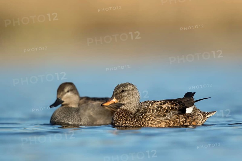 Krakeend koppeltje laag standpunt, Gadwall couple low point of view