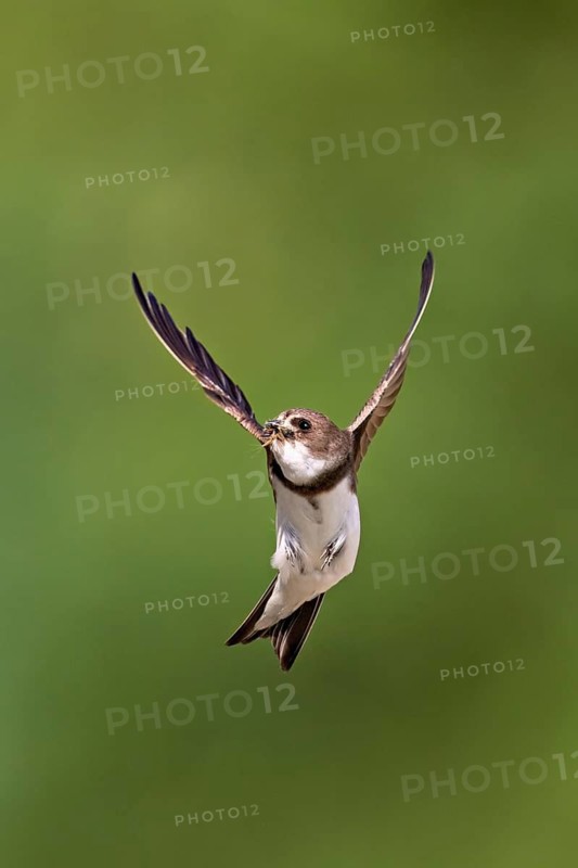 Sand martin (Riparia riparia), in flight with food in its beak, Reussegg nature reserve, Canton Aargau, Switzerland