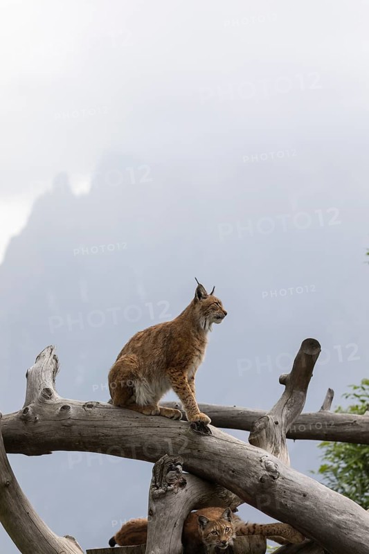 One Eurasian lynx, (Lynx lynx), standing high in a dead tree log. Mountains hide in grey mist in the background