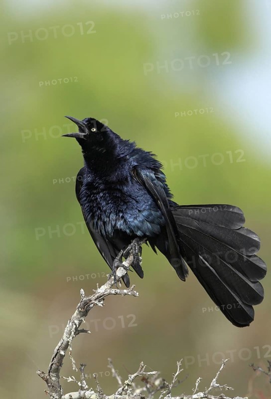 Great-tailed Grackle (Quiscalus mexicanus) male, Texas, USA
