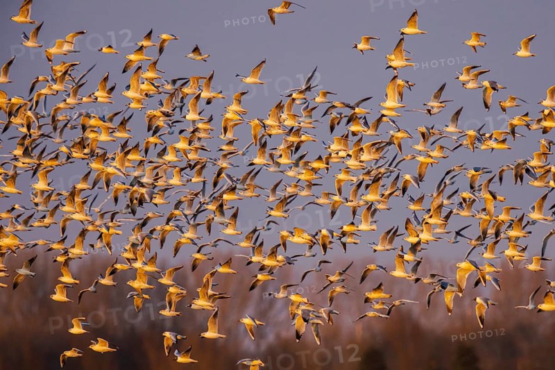 Black-headed Gull (Chroicocephalus ridibundus) large group in flight, Netherlands