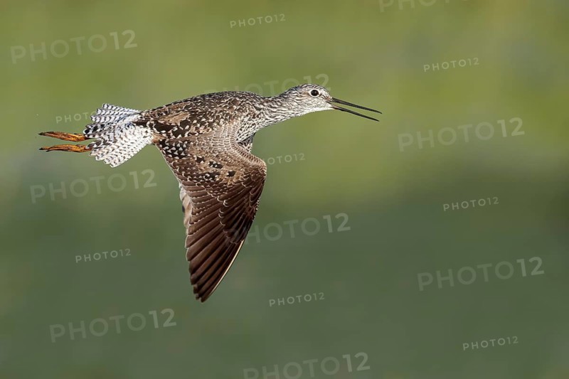 Greater Yellowlegs (Tringa Melanoleuca) flying near a marsh in Victoria, BC, Canada