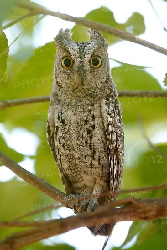 African Scops Owl (Otus senegalensis), Kruger National Park, South Africa