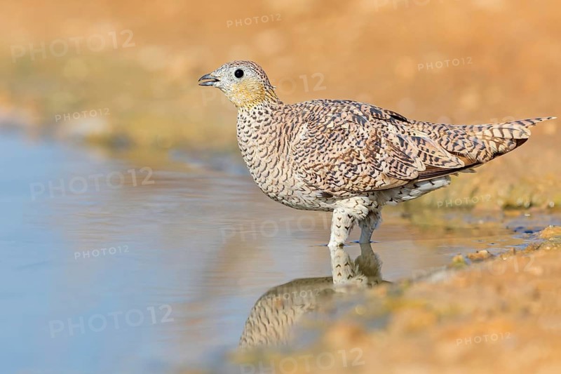Kronenflughuhn, Crowned Sandgrouse, Pterocles coronatus, Ganga couronné, Ganga Coronada