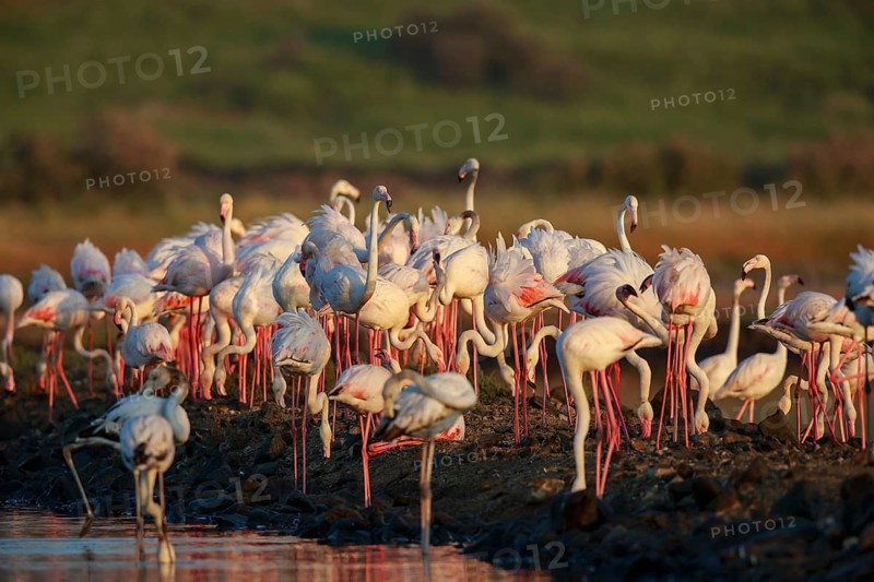 Greater Flamingo (Phoenicopterus roseus) group foraging in shallow water, Lesvos, Greece