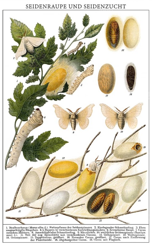 Historical illustration, 19th Century, Silkworms (Bombyx mori) and cocoons, silk cocoons, Seidenraupe (Bombyx mori) und Kokons, Seidenkokons, historische Zeichnung, 19. Jahrhundert