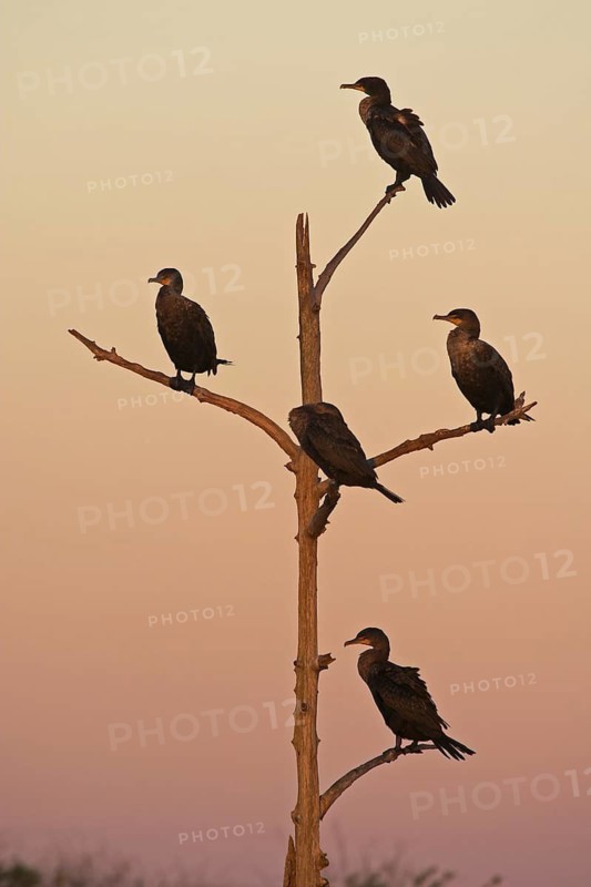 Double-crested Cormorant (Phalacrocorax auritus), Florida, USA