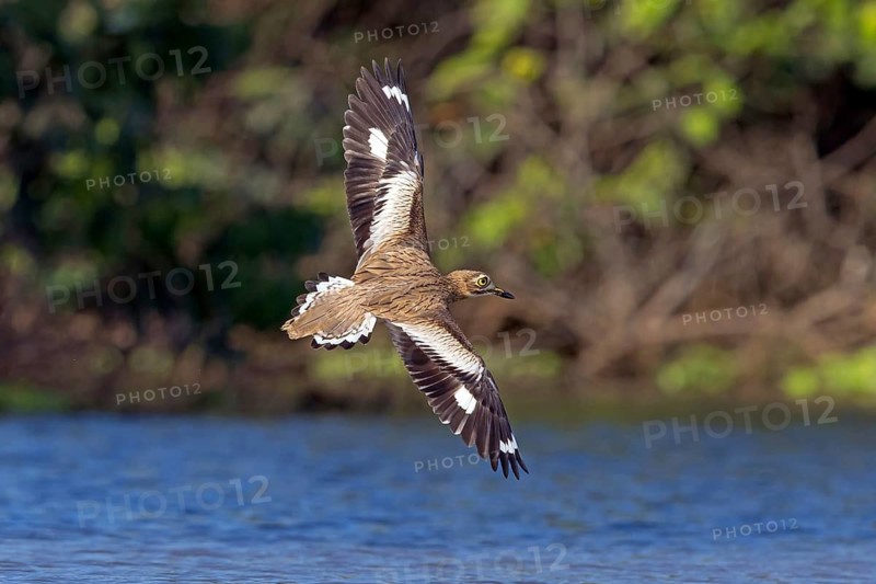 Senegal Stone Curlew, (Burhinus senegalensi), animals, birds, flight photo, Africa, Marakissa River Camp Canoe tri, Marakissa, South Bank, Gambia