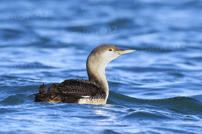 Red-throated Loon (Gavia stellata), Vila Franca de Xira, Portugal