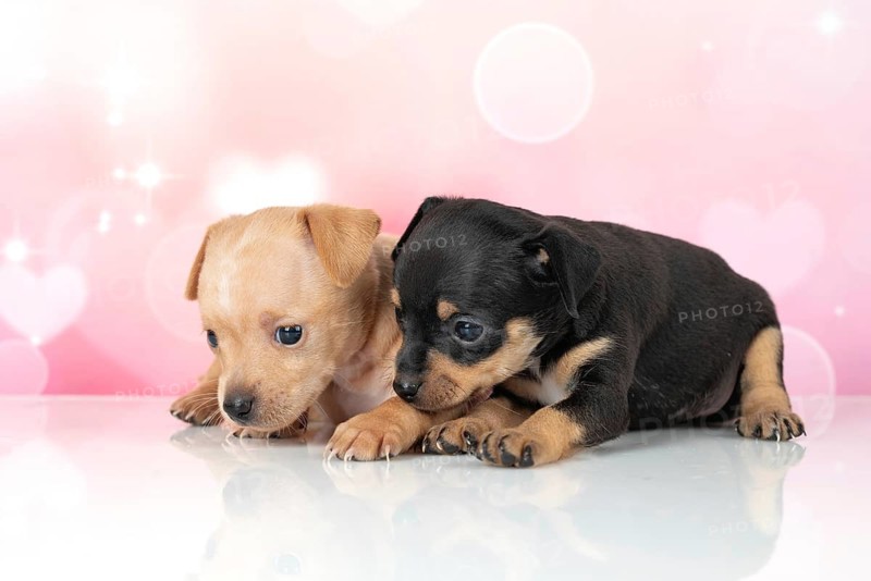 Adorable Toy Terrier puppies, one black and one tan, engage curiously with their studio surroundings, highlighted by a soft pink background with twinkling lights
