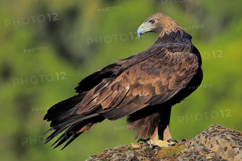 Golden Eagle (Aquila chrysaetos) female, Andalusia, Spain