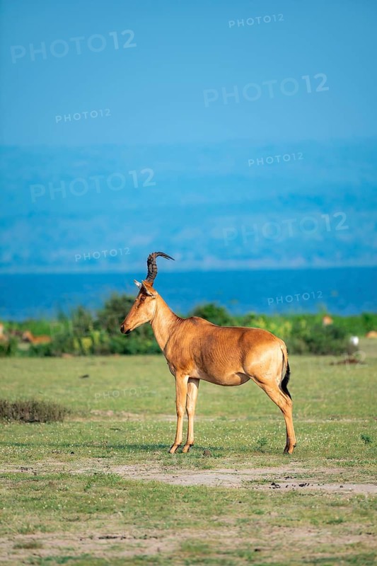 Lelwel hartebeest (Alcelaphus lelwel), on the shores of Lake Albert, Murchison Falls National Park, Uganda