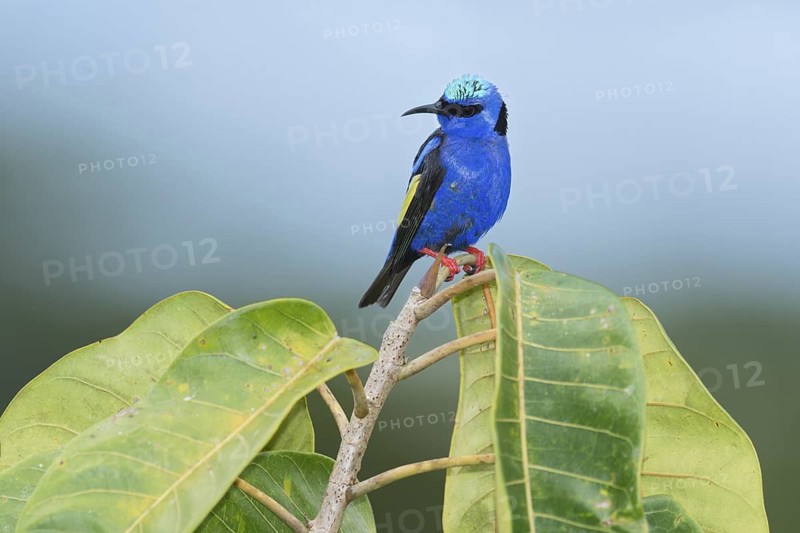 Red-legged Honeycreeper (Cyanerpes cyaneus) male, Costa Rica